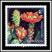 Chenille Pricklypear
