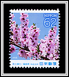 Peach Blossoms