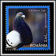 Carrier Pigeon
