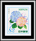 Hydrangea