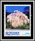Cherry Tree in Miharu