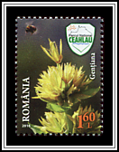Great Yellow Gentian