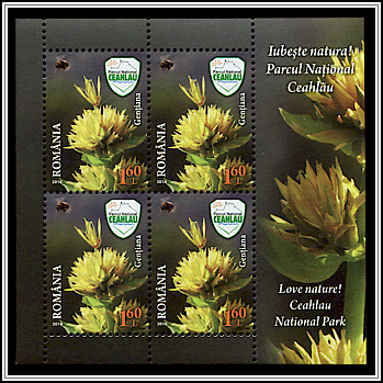 Great Yellow Gentian (Gentiana lutea)