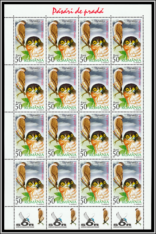 Eurasian Sparrowhawk (Accipiter nisus) Sheet Type I