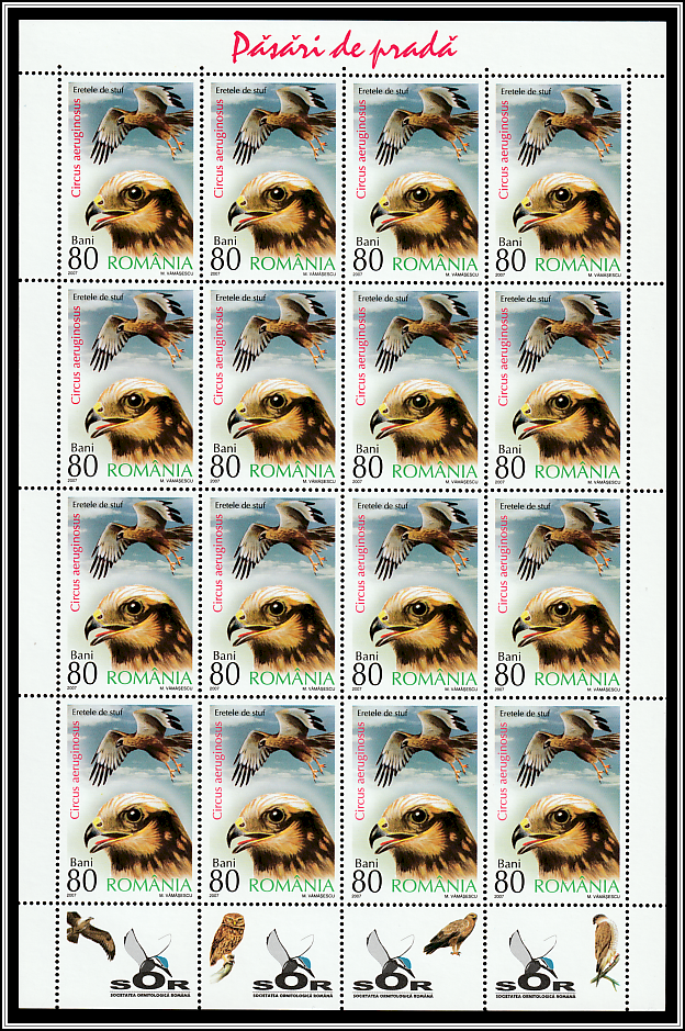 Western Marsh Harrier (Circus aeruginosus) Sheet Type II
