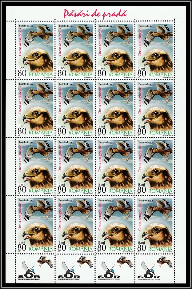 Western Marsh Harrier (Circus aeruginosus) Sheet Type I