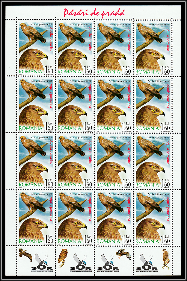 Lesser Spotted Eagle (Aquila pomarina) Sheet Type II