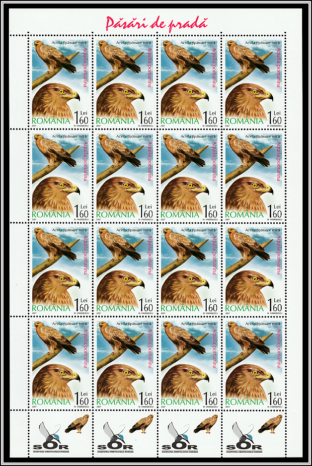 Lesser Spotted Eagle (Aquila pomarina) Sheet Type I