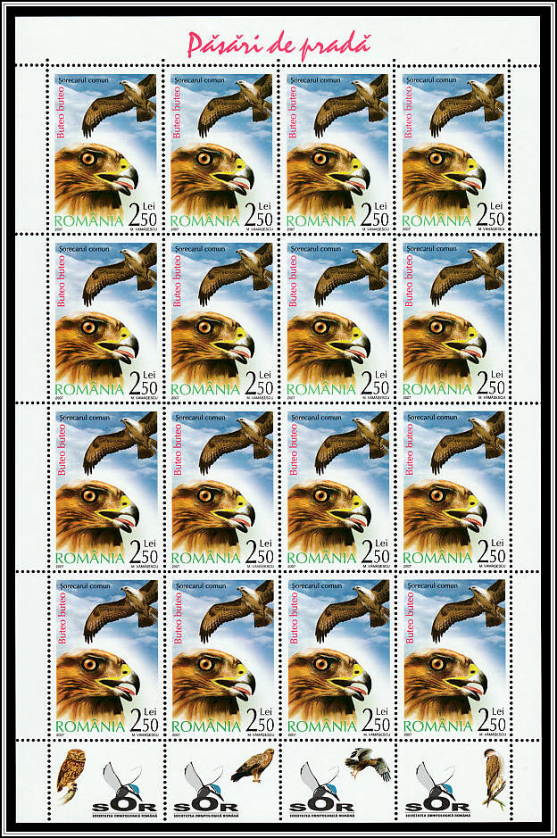 Common Buzzard (Buteo buteo) Sheet Type II