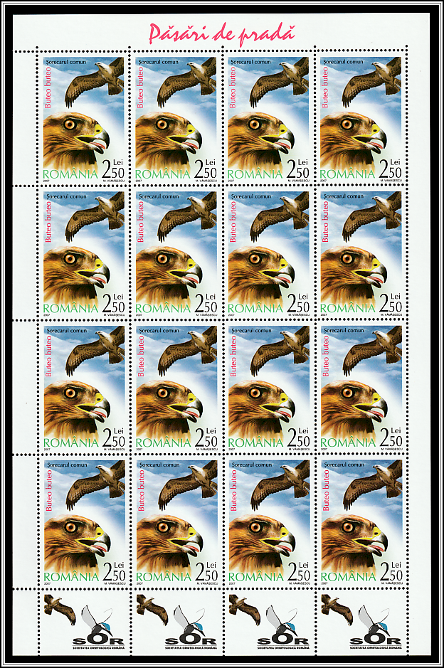 Common Buzzard (Buteo buteo) Sheet Type I
