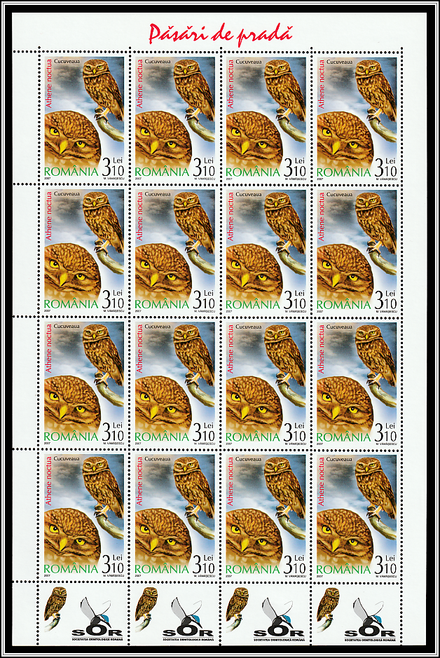 Little Owl (Athene noctua) Sheet Type I