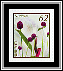Flowering Leek
