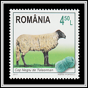 Teleorman Black Head