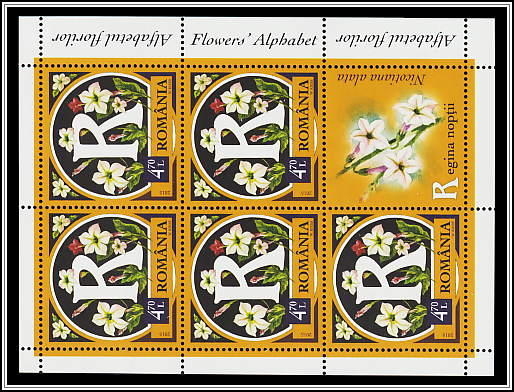 Ornamental Tobacco (Nicotiana alata)
