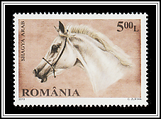 Shagya Arabian