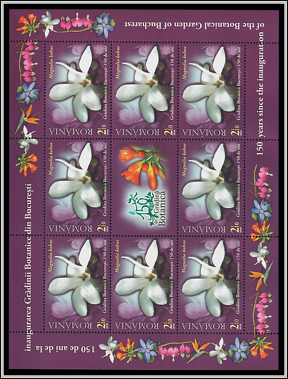 Kobushi Magnolia (Magnolia kobus)