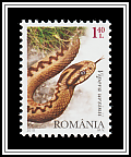 Meadow Viper
