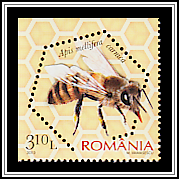 Carniolan Honey Bee