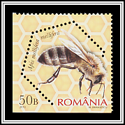 Dark European Honey Bee