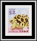 Burmese Star Tortoise