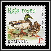 Mallard (Anas platyrhynchos)