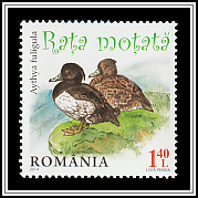 Tufted Duck (Aythya fuligula)