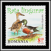 Northern Shoveler (Anas clypeata)