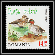 Eurasian Teal (Anas crecca)