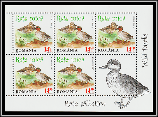 Eurasian Teal (Anas crecca)