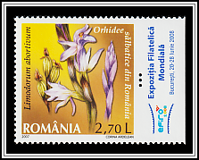 Violet Limodore (Limodorum abortivum)