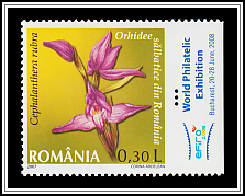 Red Helleborine (Cephalanthera rubra)