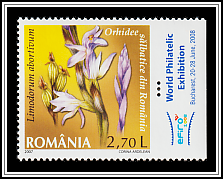 Violet Limodore (Limodorum abortivum)