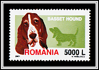 Basset Hound
