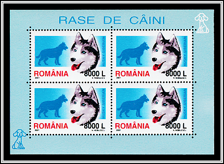 Siberian Husky