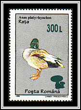 Mallard 