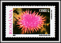 Snake-locks Sea Anemone
