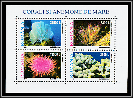 Corals and Anemones