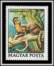 Pine Marten