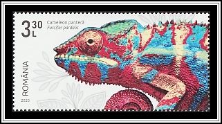 Panther Chameleon (Furcifer pardalis)