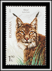 Lynx
