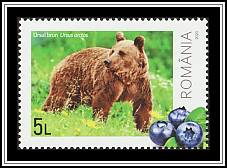Brown Bear (Ursus arctos)
