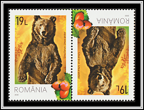 Brown Bear (Ursus arctos)