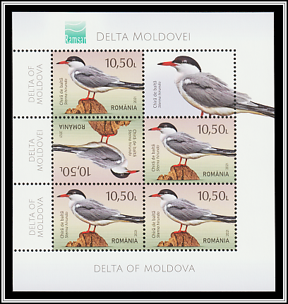 Common Tern (Sterna hirundo)