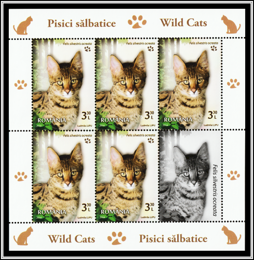 Abyssinian Wild Cat (Felis silvestris ocreata)