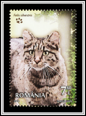 Wildcat
