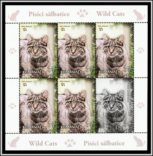 Wildcat (Felis silvestris)