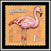 Chilean flamingo (Phoenicopterus chilensis)