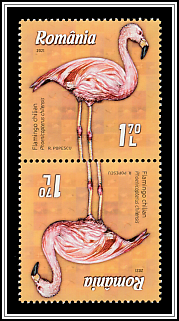 Chilean flamingo (Phoenicopterus chilensis)