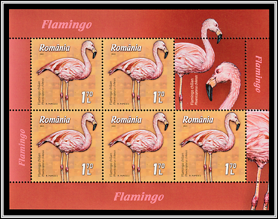 Chilean flamingo (Phoenicopterus chilensis)
