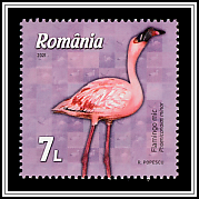 Lesser Flamingo (Phoeniconaias minor)